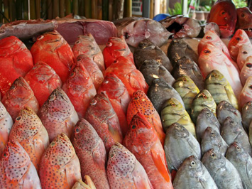 Meeresfisch Meeresfisch